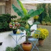 Organic Gran Nain Banana Tree - Live Starter Plant - Musa Organic Gran Nain Banana Tree - Live Starter Plant - Musa - Image 1