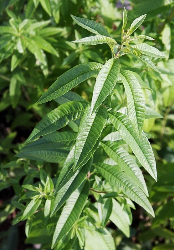Organic Lemon Verbena Live Plant – Aromatic Culinary Herb Organic Lemon Verbena Live Plant – Aromatic Culinary Herb - Image 3