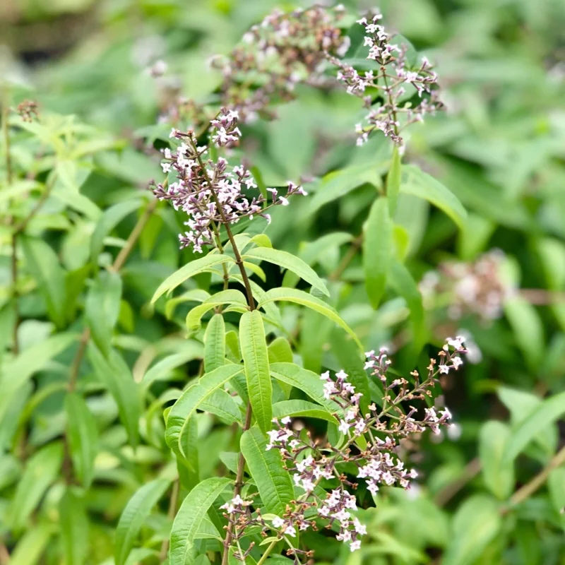 Organic Lemon Verbena Live Plant – Aromatic Culinary Herb Organic Lemon Verbena Live Plant – Aromatic Culinary Herb - Image 4