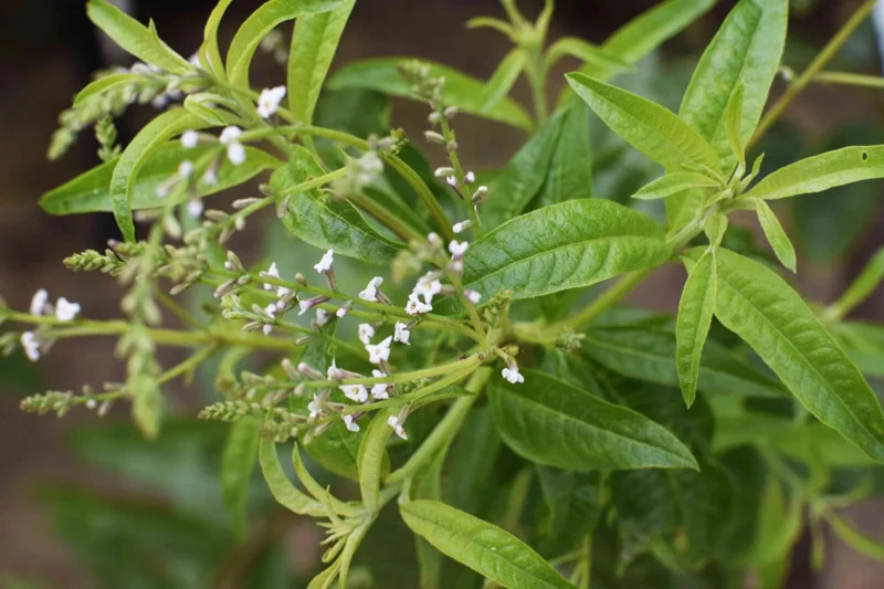 Organic Lemon Verbena Live Plant – Aromatic Culinary Herb Organic Lemon Verbena Live Plant – Aromatic Culinary Herb - Image 5