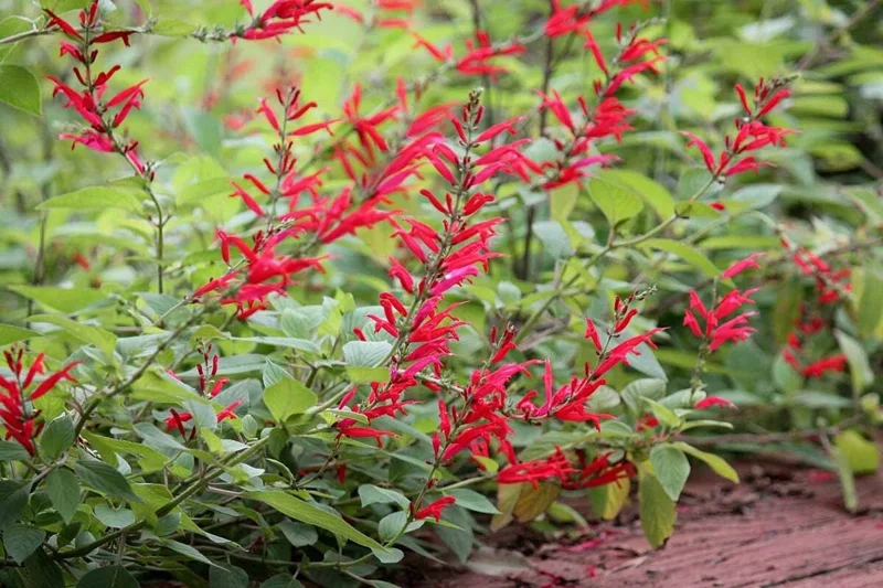 Organic Pineapple Sage Live Plant - Aromatic Culinary Herb for Garden Organic Pineapple Sage Live Plant - Aromatic Culinary Herb for Garden - Image 3