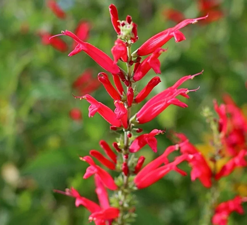Organic Pineapple Sage Live Plant - Aromatic Culinary Herb for Garden Organic Pineapple Sage Live Plant - Aromatic Culinary Herb for Garden - Image 4