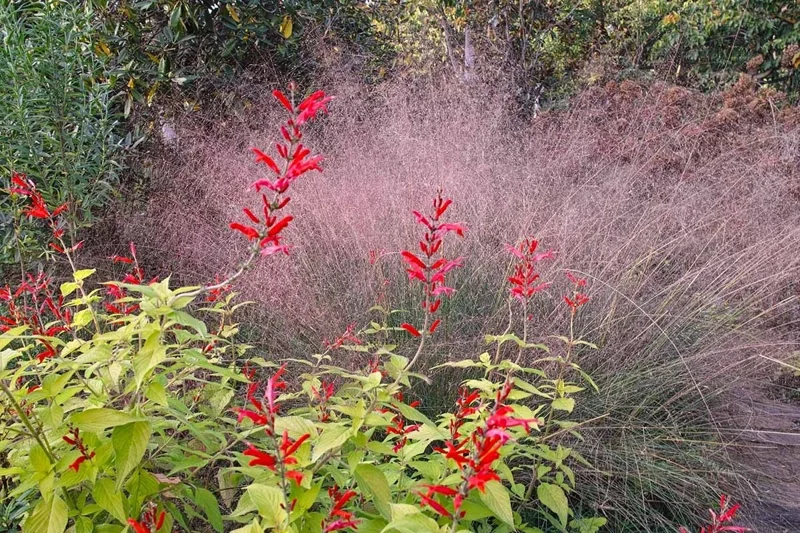 Organic Pineapple Sage Live Plant - Aromatic Culinary Herb for Garden Organic Pineapple Sage Live Plant - Aromatic Culinary Herb for Garden - Image 5