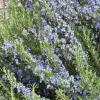 Organic Rosemary Herb 7 Live Fresh Unrooted 6” Flower Plant Cuttings Blue Edible - Image 1