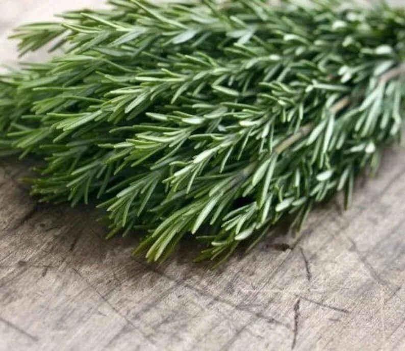 Organic Rosemary 'Tuscan Blue' Live Starter Plant – Culinary Herb – Outdoor - Image 2