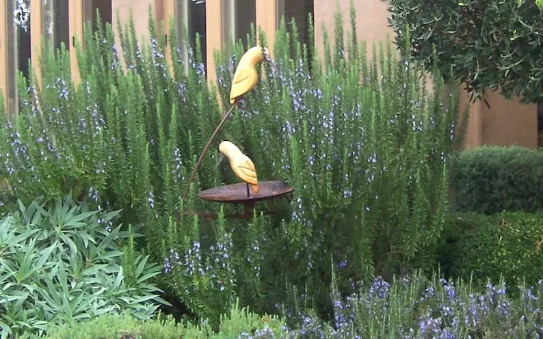 Organic Rosemary 'Tuscan Blue' Live Starter Plant - Herb - Image 1