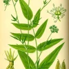Organic Skirret Starter Plant - Sium sisarum - Easy Root Vegetable - Image 1