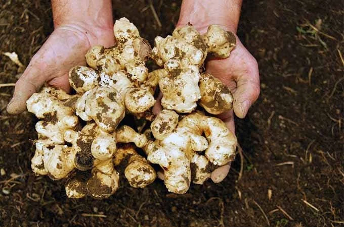 Organic Stampede Jerusalem Artichoke Tubers - Early Maturing Sunchokes - 1 Tuber Organic Stampede Jerusalem Artichoke Tubers - Early Maturing Sunchokes - 1 Tuber - Image 2