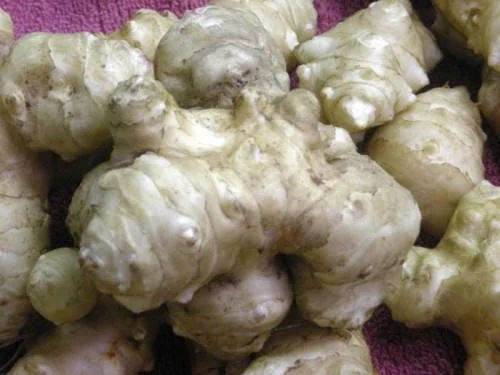 Organic Stampede Jerusalem Artichoke Tubers - Early Maturing Sunchokes - 1 Tuber Organic Stampede Jerusalem Artichoke Tubers - Early Maturing Sunchokes - 1 Tuber - Image 3