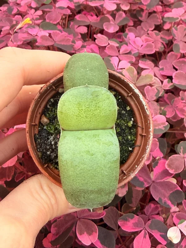 Ox Tongue Gasteria Glomerata Succulent Live Plant - Easy Care Houseplant - Image 2