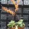Ox Tongue Gasteria Glomerata Succulent Live Plant - Easy Care Houseplant Ox Tongue Gasteria Glomerata Succulent Live Plant - Easy Care Houseplant - Image 1