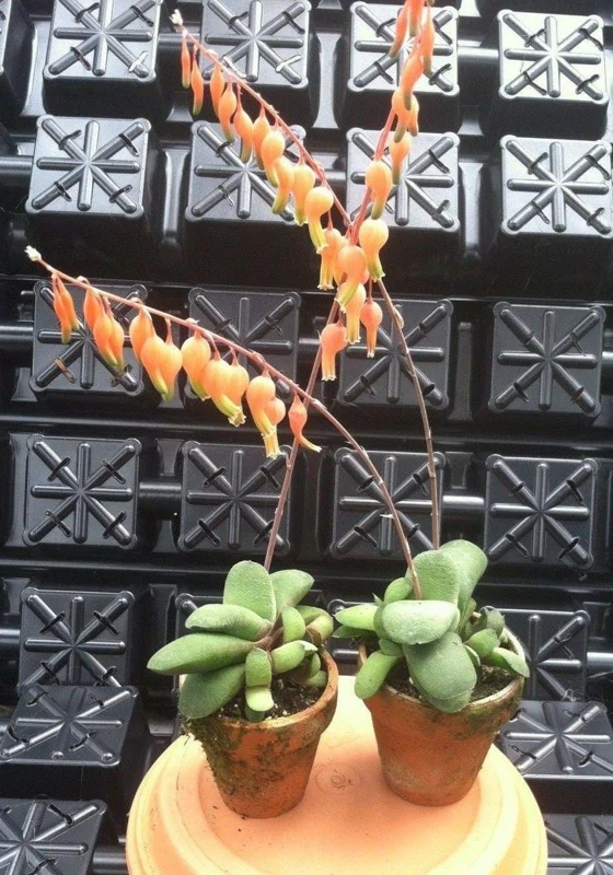 Ox Tongue Gasteria Glomerata Succulent Live Plant - Easy Care Houseplant - Image 1