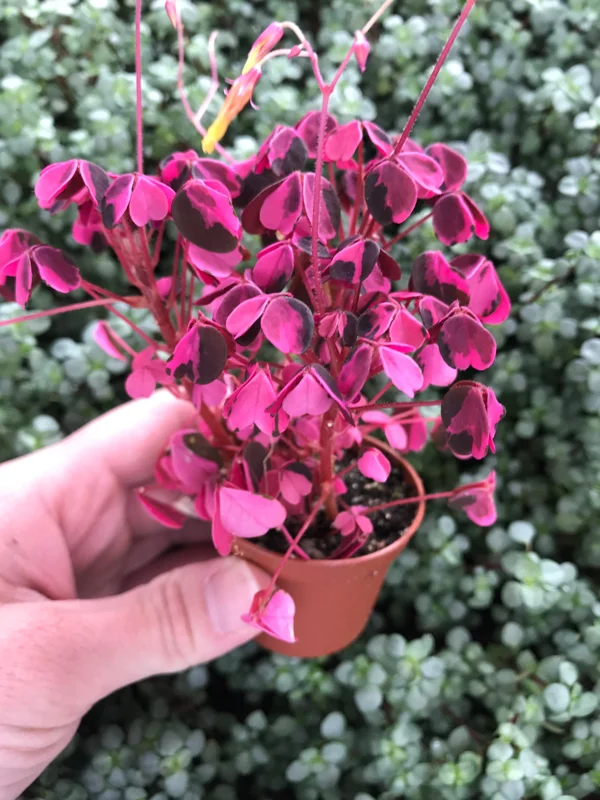 Oxalis Plum Crazy Live Plant – 3 Pack – Potted Houseplant – Indoor/Outdoor Oxalis Plum Crazy Live Plant – 3 Pack – Potted Houseplant – Indoor/Outdoor - Image 2
