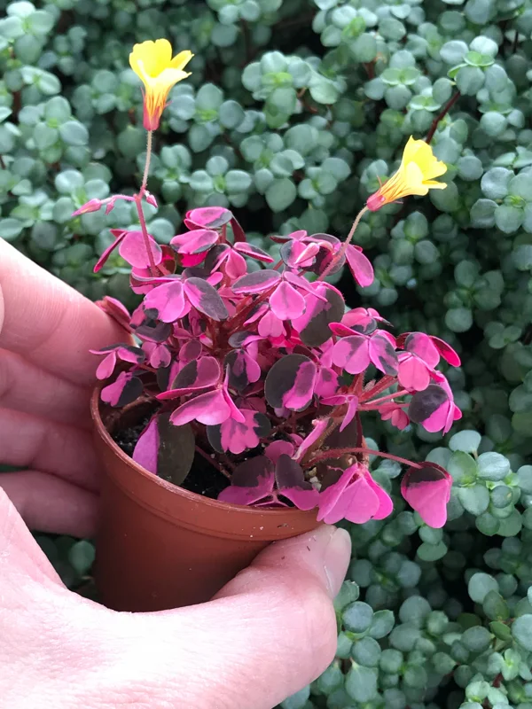 Oxalis Plum Crazy Live Plant – 3 Pack – Potted Houseplant – Indoor/Outdoor Oxalis Plum Crazy Live Plant – 3 Pack – Potted Houseplant – Indoor/Outdoor - Image 3