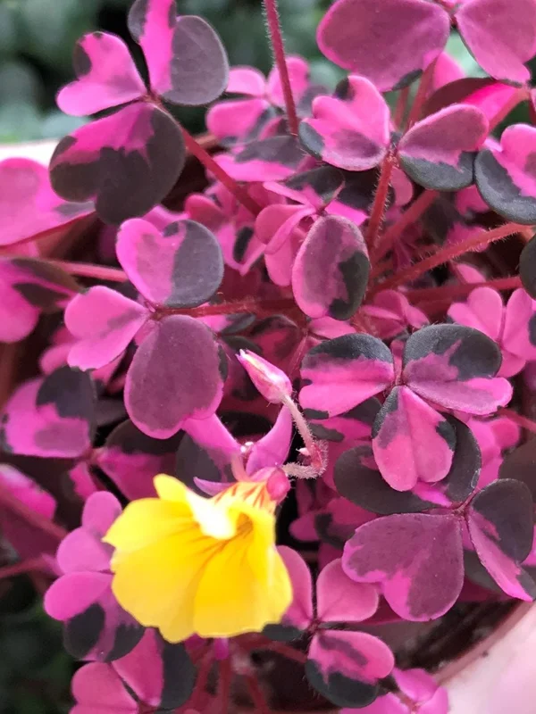 Oxalis Plum Crazy Live Plant – 3 Pack – Potted Houseplant – Indoor/Outdoor Oxalis Plum Crazy Live Plant – 3 Pack – Potted Houseplant – Indoor/Outdoor - Image 1