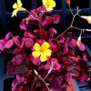 Oxalis Plum Crazy Live Plant – Vibrant Purple Shamrock – Indoor/Outdoor Foliage Oxalis Plum Crazy Live Plant – Vibrant Purple Shamrock – Indoor/Outdoor Foliage - Image 1