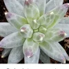 Pachyphytum Compactum Little Jewel Succulent Live Plant 2 inch Pot Blue Green Purple - Image 1