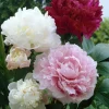 Paeonia Peony Cali White & Pink Mix 3 Live Bare Root Flower Plants Paeonia Peony Cali White & Pink Mix 3 Live Bare Root Flower Plants - Image 1