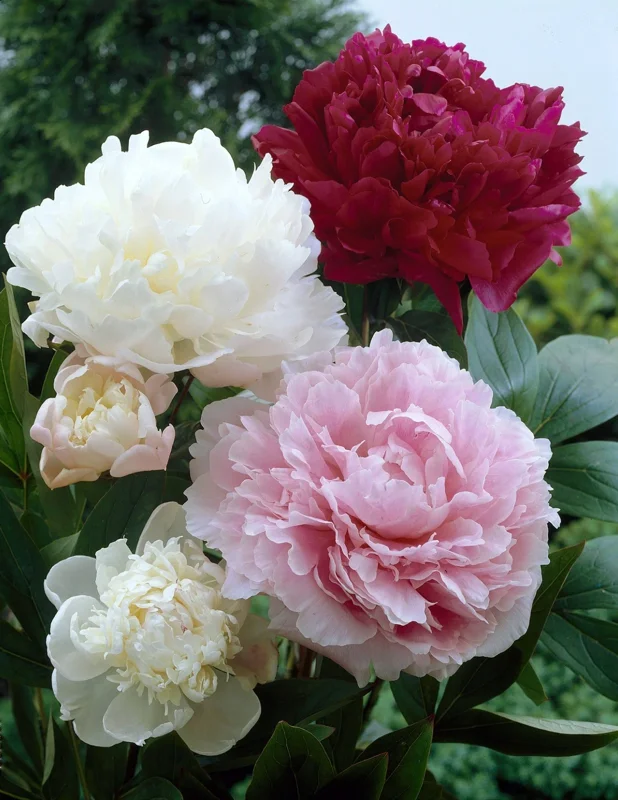 Paeonia Peony Cali White & Pink Mix 3 Live Bare Root Flower Plants Paeonia Peony Cali White & Pink Mix 3 Live Bare Root Flower Plants - Image 1