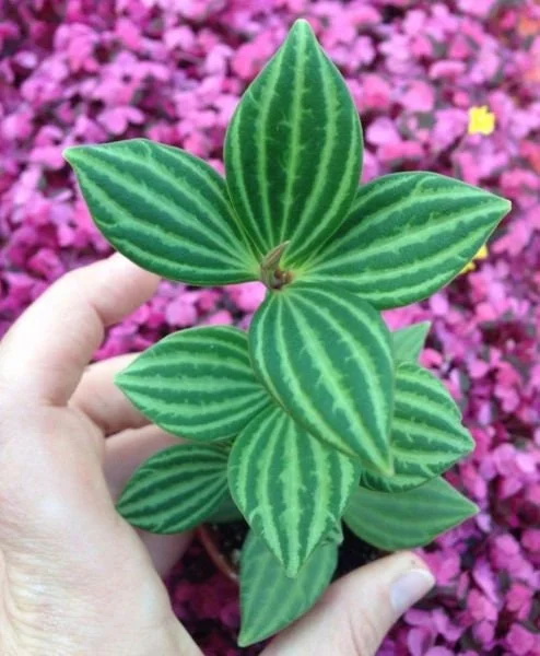 Parallel Peperomia (Peperomia Puteolata) Live Plant - Indoor Houseplant - Image 2