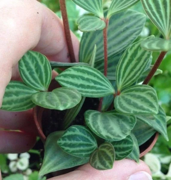 Parallel Peperomia (Peperomia Puteolata) Live Plant - Indoor Houseplant Parallel Peperomia (Peperomia Puteolata) Live Plant - Indoor Houseplant - Image 3