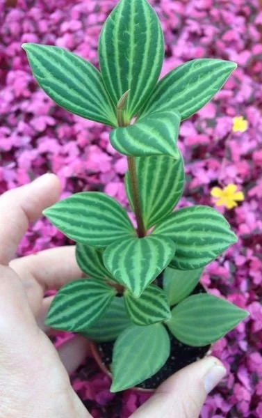 Parallel Peperomia (Peperomia Puteolata) Live Plant - Indoor Houseplant Parallel Peperomia (Peperomia Puteolata) Live Plant - Indoor Houseplant - Image 4