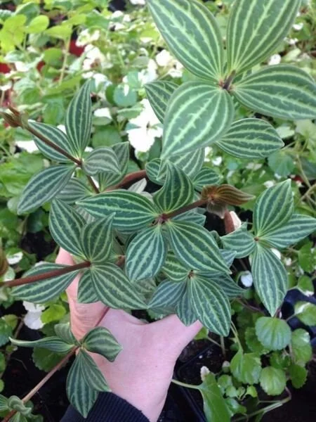 Parallel Peperomia (Peperomia Puteolata) Live Plant - Indoor Houseplant - Image 1