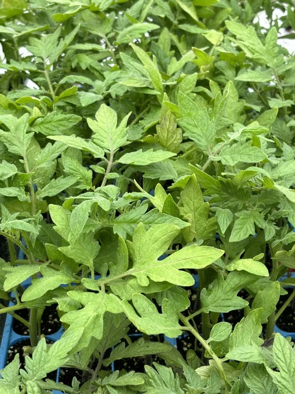 Park's Whopper Tomato Live Plants – Set of 3, 6-10 Inches Tall, Vegetative Stage Park's Whopper Tomato Live Plants – Set of 3, 6-10 Inches Tall, Vegetative Stage - Image 1