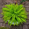Party Streamers Hosta Live Plant – 5.25" Pot – Crazy Leaves – Shade Perennial - Image 1