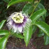 Passiflora edulis 'Possum Purple' Passion Fruit Vine - Live Plant - Easy Care Passiflora edulis 'Possum Purple' Passion Fruit Vine - Live Plant - Easy Care - Image 1