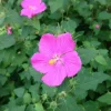 Pavonia Live Plant – Rock Rose Mallow – 1 Gallon Container – Outdoor Shrub Pavonia Live Plant – Rock Rose Mallow – 1 Gallon Container – Outdoor Shrub - Image 1