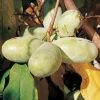 Paw Paw Fruit Tree Live Plant - Cold Hardy Indian Banana Seedling - Image 1
