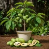 Pawpaw Bare Root for Planting - Native Fruit Tree, 10-15 Inch Tall, Set of 5 - Image 1