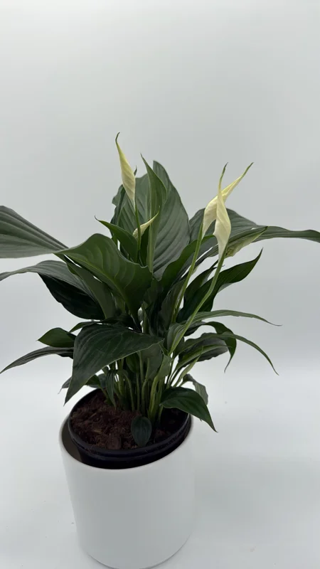 Peace Lily Spathiphyllum Live Plant – 6 inch Nursery Pot – Indoor Air Purifying Houseplant - Image 2