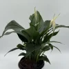 Peace Lily Spathiphyllum Live Plant – 6 inch Nursery Pot – Indoor Air Purifying Houseplant Peace Lily Spathiphyllum Live Plant – 6 inch Nursery Pot – Indoor Air Purifying Houseplant - Image 1