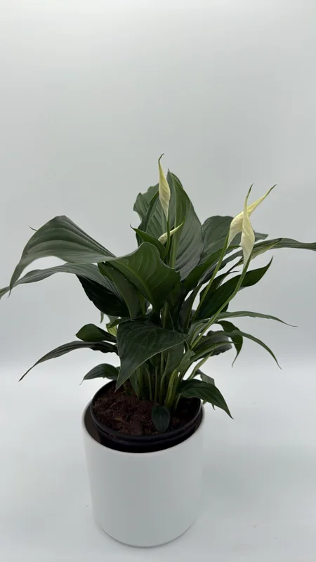 Peace Lily Spathiphyllum Live Plant – 6 inch Nursery Pot – Indoor Air Purifying Houseplant - Image 1