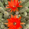 Peanut Cactus Live Plant – Echinopsis Chamaecereus Succulent – Chamaecereus Silvestrii – Indoor/Outdoor Peanut Cactus Live Plant – Echinopsis Chamaecereus Succulent – Chamaecereus Silvestrii – Indoor/Outdoor - Image 1