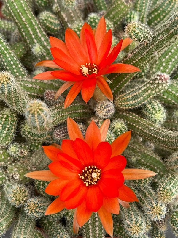 Peanut Cactus Live Plant – Echinopsis Chamaecereus Succulent – Chamaecereus Silvestrii – Indoor/Outdoor - Image 1