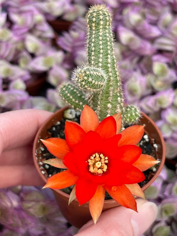 Peanut Cactus Live Plant – Echinopsis Chamaecereus Succulent – Chamaecereus Silvestrii – Indoor/Outdoor - Image 2
