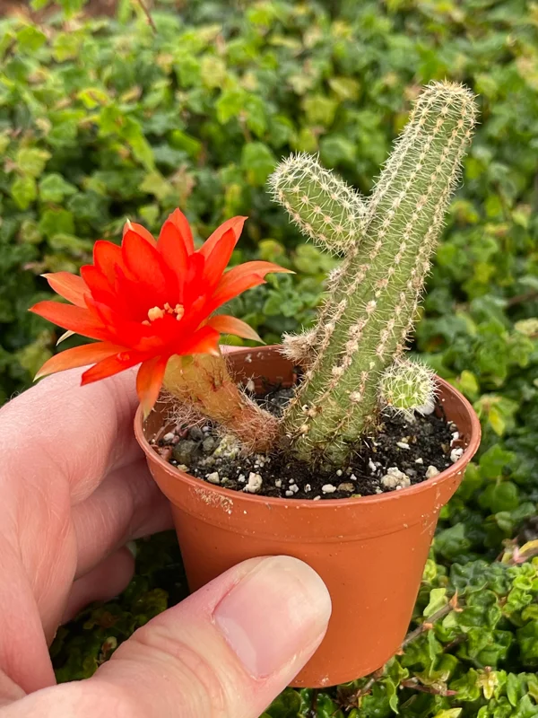 Peanut Cactus Live Plant – Echinopsis Chamaecereus Succulent – Chamaecereus Silvestrii – Indoor/Outdoor Peanut Cactus Live Plant – Echinopsis Chamaecereus Succulent – Chamaecereus Silvestrii – Indoor/Outdoor - Image 3
