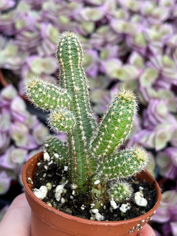 Peanut Cactus Live Plant – Echinopsis Chamaecereus Succulent – Chamaecereus Silvestrii – Indoor/Outdoor Peanut Cactus Live Plant – Echinopsis Chamaecereus Succulent – Chamaecereus Silvestrii – Indoor/Outdoor - Image 4