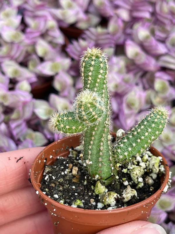 Peanut Cactus Live Plant – Echinopsis Chamaecereus Succulent – Chamaecereus Silvestrii – Indoor/Outdoor Peanut Cactus Live Plant – Echinopsis Chamaecereus Succulent – Chamaecereus Silvestrii – Indoor/Outdoor - Image 5