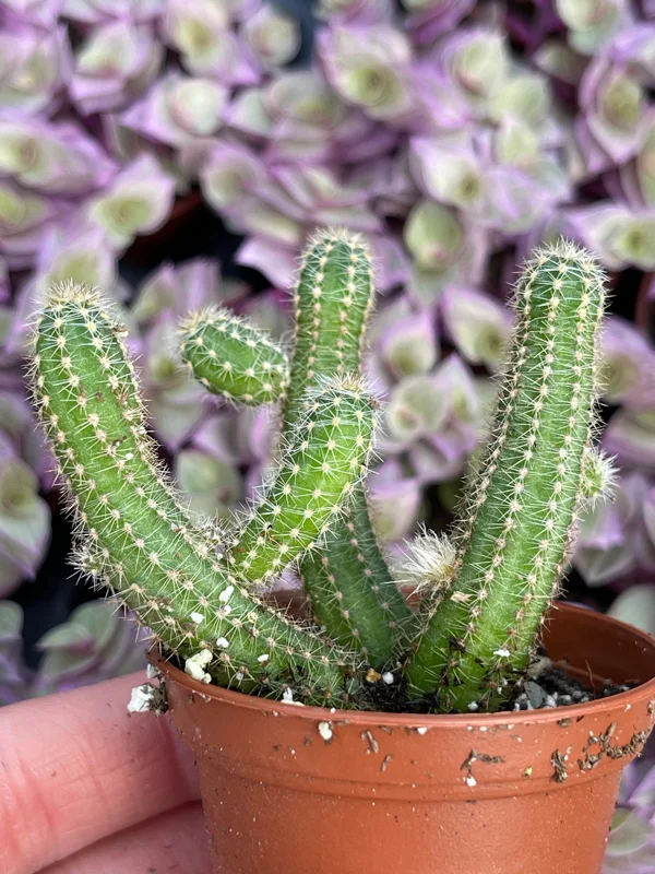Peanut Cactus Live Plant – Echinopsis Chamaecereus Succulent – Chamaecereus Silvestrii – Indoor/Outdoor Peanut Cactus Live Plant – Echinopsis Chamaecereus Succulent – Chamaecereus Silvestrii – Indoor/Outdoor - Image 6