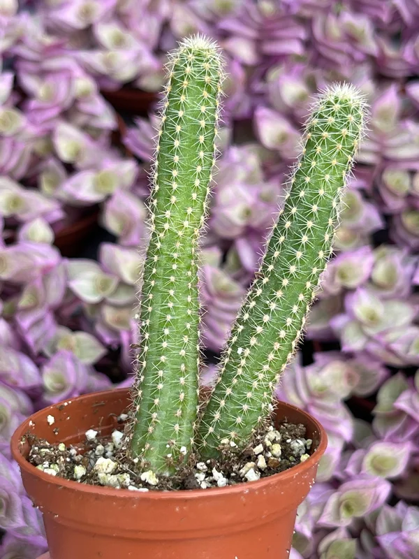 Peanut Cactus Live Plant – Echinopsis Chamaecereus Succulent – Chamaecereus Silvestrii – Indoor/Outdoor Peanut Cactus Live Plant – Echinopsis Chamaecereus Succulent – Chamaecereus Silvestrii – Indoor/Outdoor - Image 7