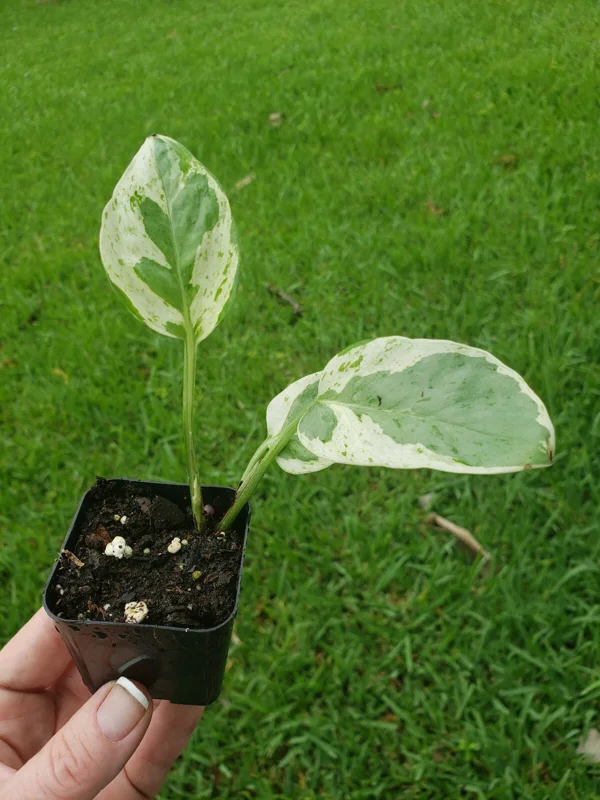 Pearls and Jade Pothos Live Plant – Green & Cream Heart Leaf Epipremnum – Indoor Vine - Image 2
