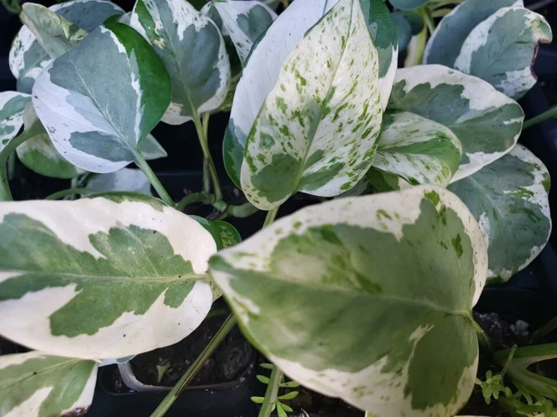 Pearls and Jade Pothos Live Plant – Green & Cream Heart Leaf Epipremnum – Indoor Vine Pearls and Jade Pothos Live Plant – Green & Cream Heart Leaf Epipremnum – Indoor Vine - Image 3