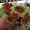 Pelargonium Vancouver Centennial Geranium Live Plant – Unique Foliage – Outdoor/Indoor Pelargonium Vancouver Centennial Geranium Live Plant – Unique Foliage – Outdoor/Indoor - Image 1