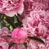 Peony Sarah Bernhardt Live Flower Plant Bulb Bare Root Bush - Double Pink - Image 1