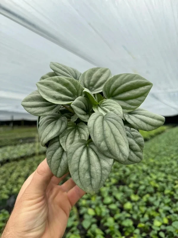 Peperomia Frost Live Plant – Tropical Houseplant – 4 Inch Pot – Indoor - Image 2