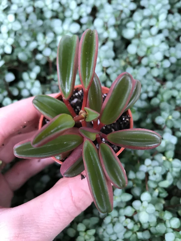Peperomia Ruby Glow Live Plant - Peperomia Graveolens Succulent Houseplant - Image 2